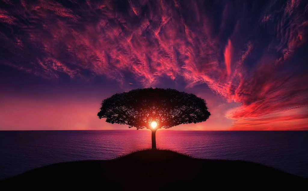 Arbre-aligné-avec-un-couché-de-soleil